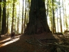 humbodlt_redwoods_1