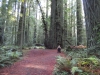 humbodlt_redwoods_7