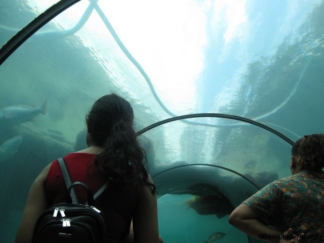 Atlantis Aquarium 2