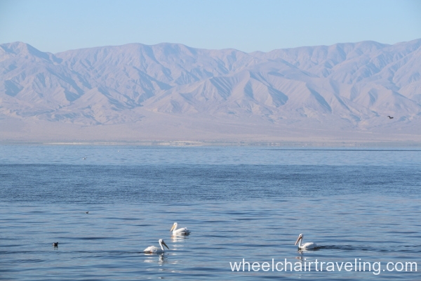 9_Pelicans in Salton Sea.JPG