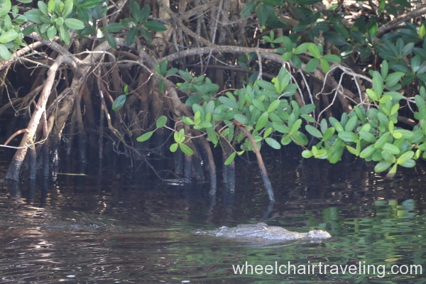 33_Boat Tour_ Crocodile in Buttonwood Canal