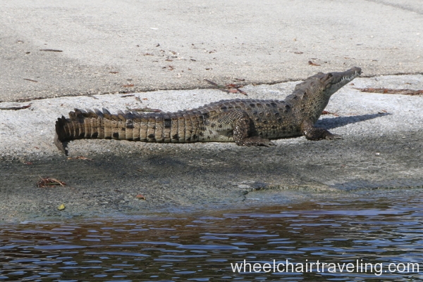 34_Crocodile at Flamingo Marina