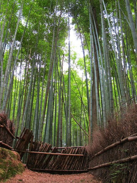 Bamboo Grove in Kyoto