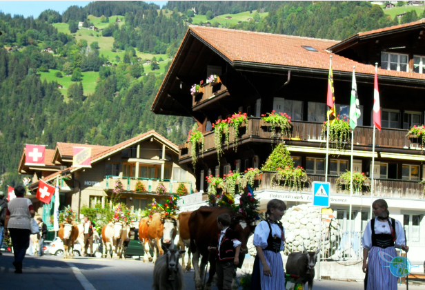 Swiss Cheese Festival