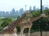 tarongazoogiraffeviewofcity