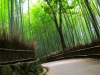 Bamboo Grove