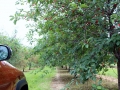 small_Parked right next to Cherry Trees