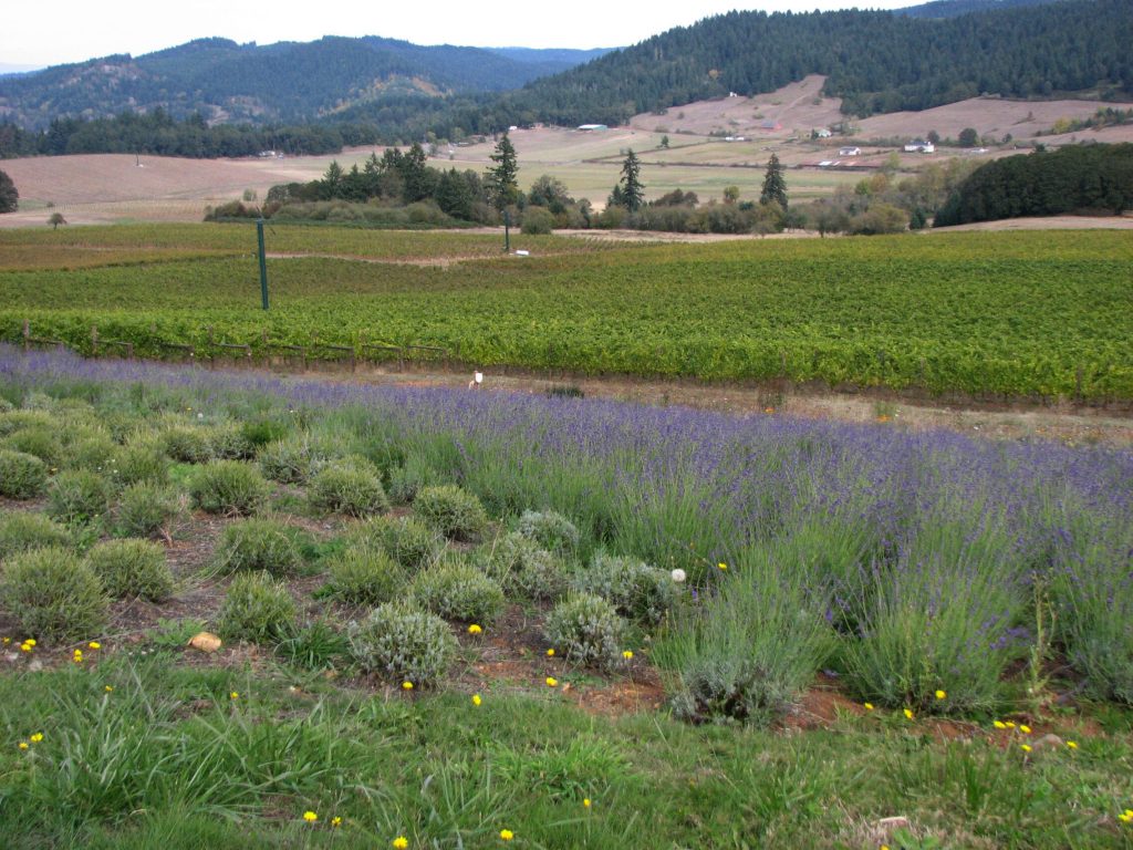 Eugene, Oregon: Visit the King Estate Winery
