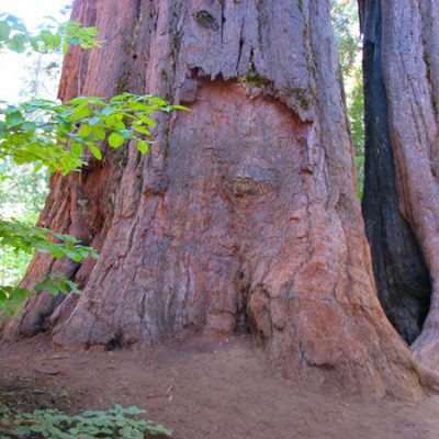 Calaveras Big Trees State Park, California