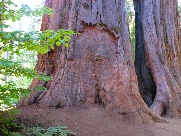 Calaveras Big Trees in the Sierras Mountains of CA