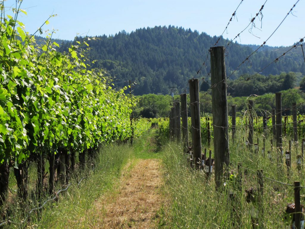 Sonoma Wine Country Accessible Travel Tips