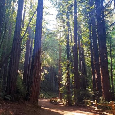 Redwoods Hiking Trails, Northern California