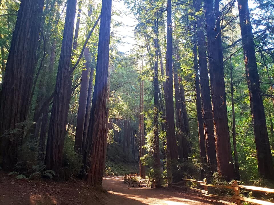 Redwood Hiking Trails in Northern California