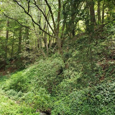 Headwaters Forest Reserve by Eureka, California