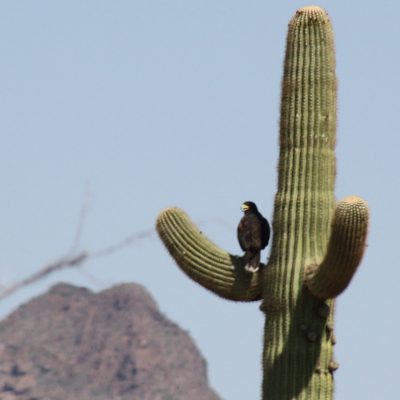Arizona: Organ Pipe Cactus National Monument