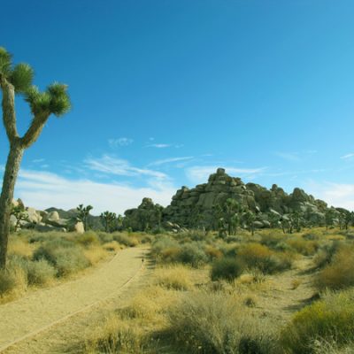 Joshua Tree National Park Access Guide