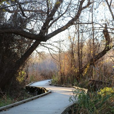 Big Morongo Canyon Preserve, Southern California