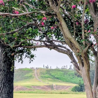 A view of the large mound at Poverty Point framed by flowering trees.