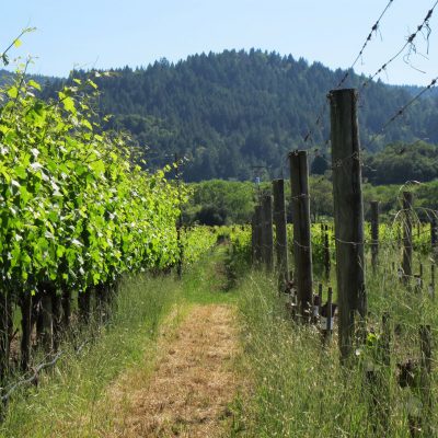 Sonoma Wine Country Travel Tips