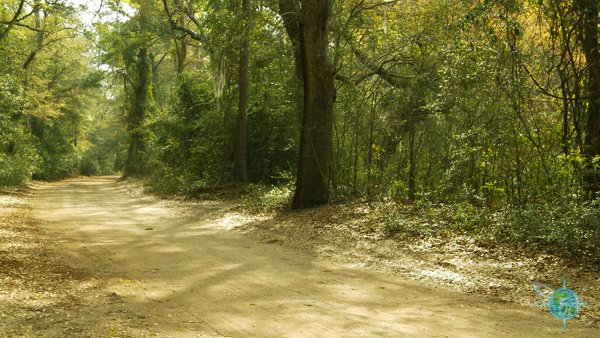 Road to the Angel Oak