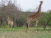 giraffe-group-4