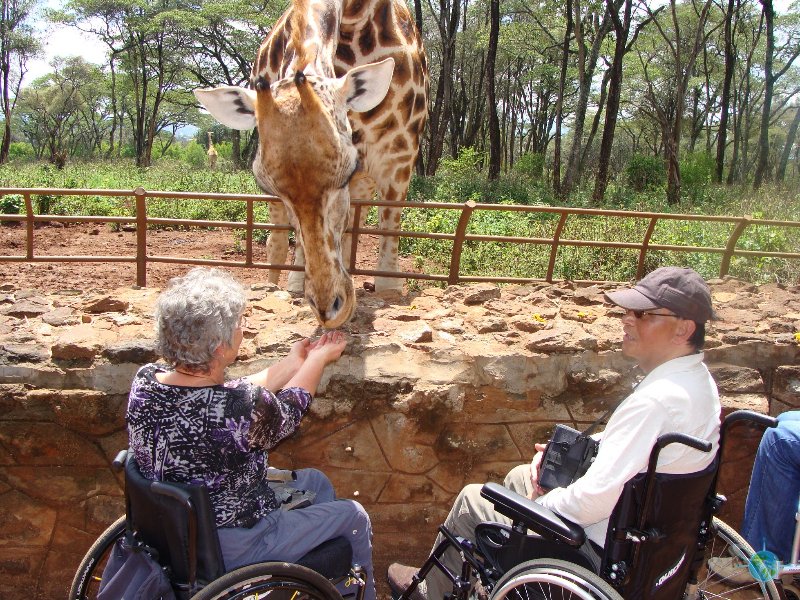 giraffe feeding centre