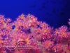 softcorals