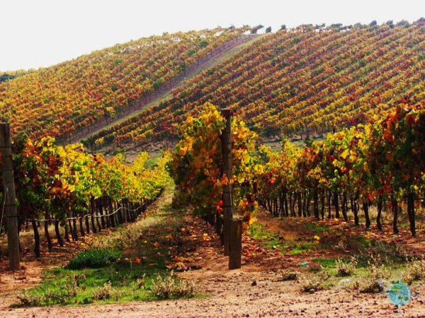 livermore_wine_country_14