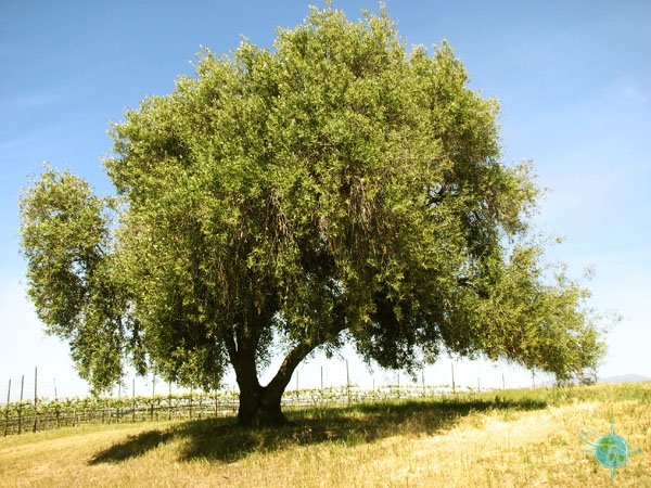 Olive Tree and Vineyards
