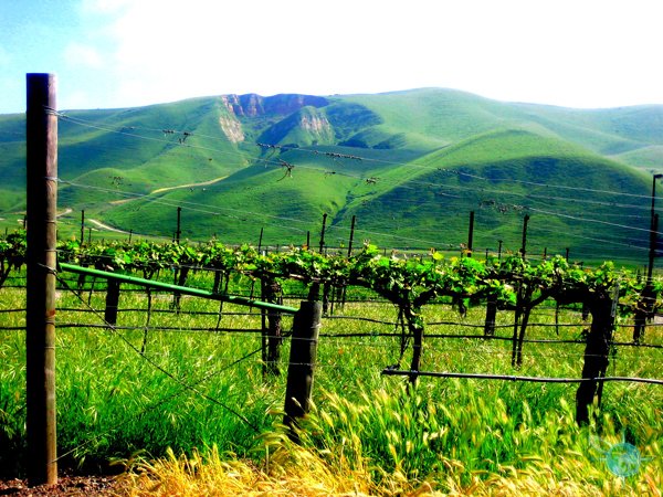 livermore_wine_country_20