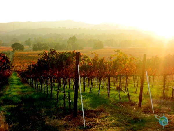 livermore_wine_country_21