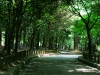 Pathway to Shrine at Nara Park