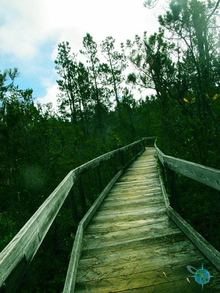 “Discovery Trail” at Pygmy Forest 