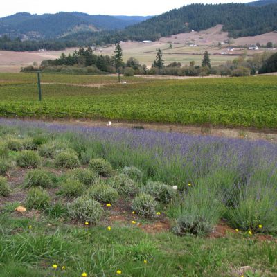 Eugene, Oregon: Visit the King Estate Winery