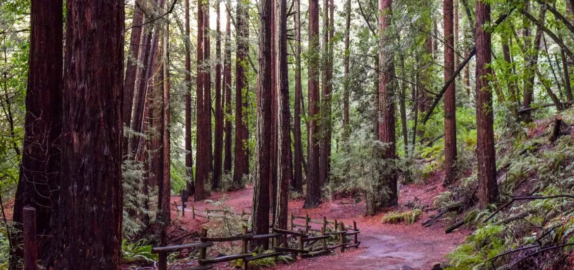 Redwood Regional Park (EBRP) + Wheelchair Access
