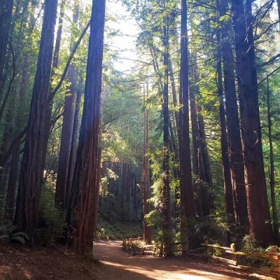 Redwood Hiking Trails in Northern California