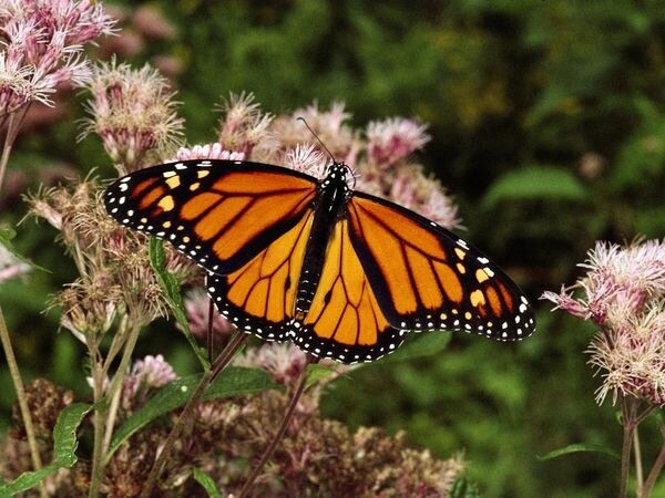 Monterey Bay, California: Monarch Grove Sanctuary