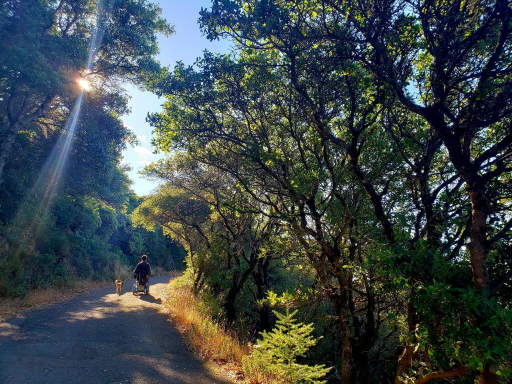 Top 5 Accessible Trails in the San Francisco Bay