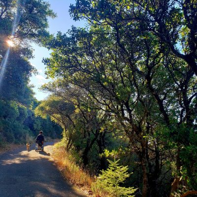 Top 5 Accessible Trails in the San Francisco Bay