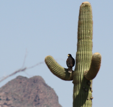 Arizona: Organ Pipe Cactus National Monument